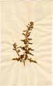 Chenopodium botrys L., front