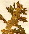 Chenopodium botrys L., inflorescens x8