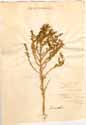Chenopodium fruticosum L., framsida