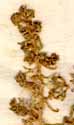 Chenopodium fruticosum L., inflorescens x8