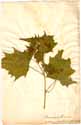 Chenopodium hybridum L., front