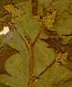 Chenopodium hybridum L., blomställning x8