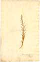 Chenopodium maritimum L., framsida