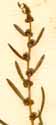Chenopodium maritimum L., blomställning x8