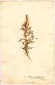 Chenopodium maritimum L., front