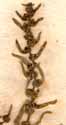 Chenopodium maritimum L., inflorescens x8