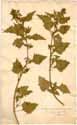 Chenopodium murale L., front