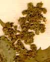 Chenopodium murale L., inflorescens x6