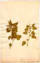 Chenopodium murale L., framsida