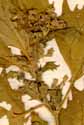 Chenopodium murale L., blomställning x8