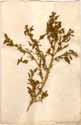 Chenopodium rubrum L., framsida