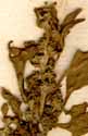 Chenopodium rubrum L., inflorescens x8
