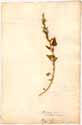 Chenopodium rubrum L., front