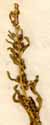 Chenopodium rubrum L., close-up x6