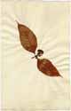 Chiococca paniculata L., framsida