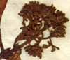 Chiococca paniculata L., inflorescens x8
