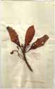 Chiococca racemosa L., framsida