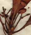 Chiococca racemosa L., blomställning x8