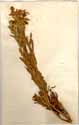 Chironia frutescens L., framsida