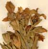 Chironia frutescens L., inflorescens x6