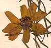 Chondrilla sp., inflorescens x8