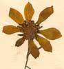 Chondrilla sp., inflorescens x8
