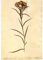 Chrysocoma graminifolia L.