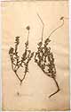Chrysocoma cernua L., framsida