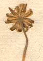 Chrysocoma cernua L., blomställning x8