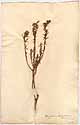 Chrysocoma coma-aurea L., framsida