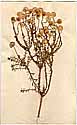 Chrysocoma coma-aurea L., front