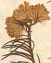 Chrysocoma linosyris L., blomställning x8