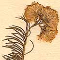 Chrysocoma linosyris L., blomställning