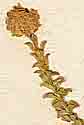 Chrysocoma scabra L., blomställning x8