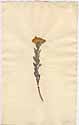 Chrysocoma villosa L., framsida