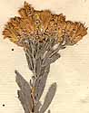 Chrysocoma villosa L., blomställning x8
