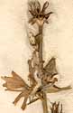Cichorium intybus L., inflorescens x8