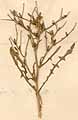 Cichorium spinosum L., närbild x5