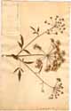 Cicuta maculata L., front