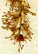 Cimicifuga foetida L., blomställning x8