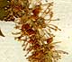 Cimicifuga foetida L., blomställning x8
