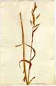 Cinna arundinacea L., framsida