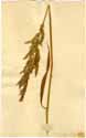 Cinna arundinacea L., front