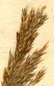 Cinna arundinacea L., close-up x6