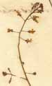 Circaea lutetiana L., inflorescens x4