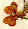 Cistus apenninus L., blomställning x8