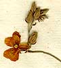 Cistus apenninus L., blomställning x5