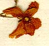 Cistus apenninus L., inflorescens x8