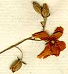 Cistus apenninus L., blomställning x5
