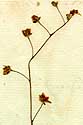 Cistus guttatus L., inflorescens x8